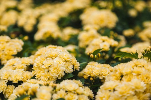 yellow 'rosa banksiae' flowers - garden decoration stock pictures, royalty-free photos & images