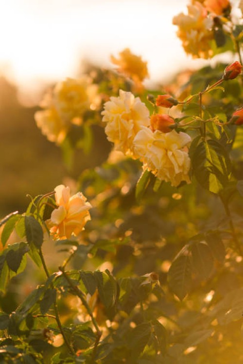 yellow roses blossom background. delicate golden roses in a full bloom in the garden. - garden decoration stock pictures, royalty-free photos & images