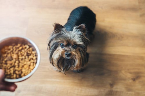 yorkshire terrier dog looking at hand holding bowl with food - food stock pictures, royalty-free photos & images