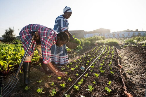 young african male and adult african woman working in garden - food stock pictures, royalty-free photos & images