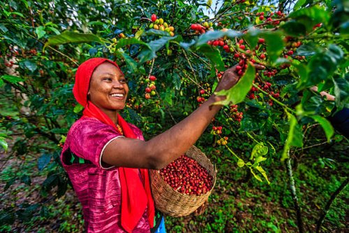 young african woman collecting coffee cherries, east africa - coffee stockfoto's en -beelden