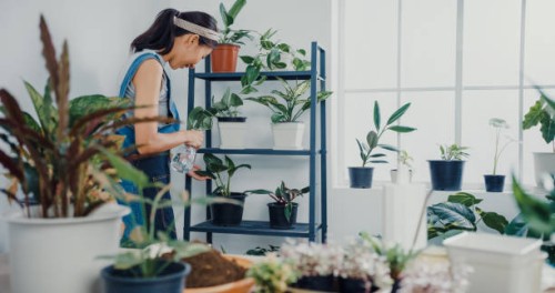 young asian woman taking care water houseplant in the morning at home. - garden decoration stock pictures, royalty-free photos & images