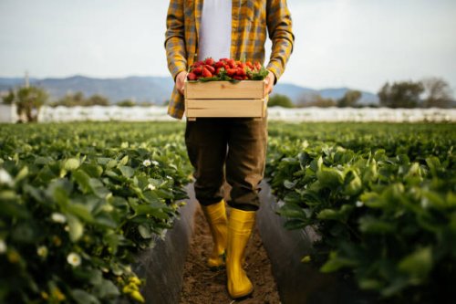 young farmer men a basket filled with strawberries - food stock pictures, royalty-free photos & images