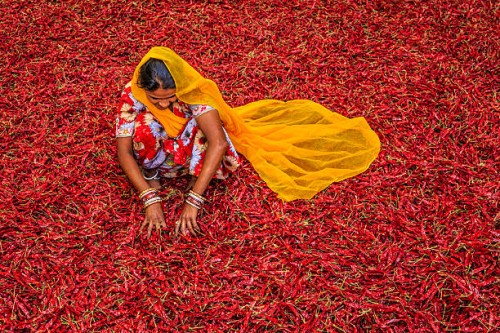 young indian woman sorting red chilli peppers, jodhpur, india - food stock pictures, royalty-free photos & images