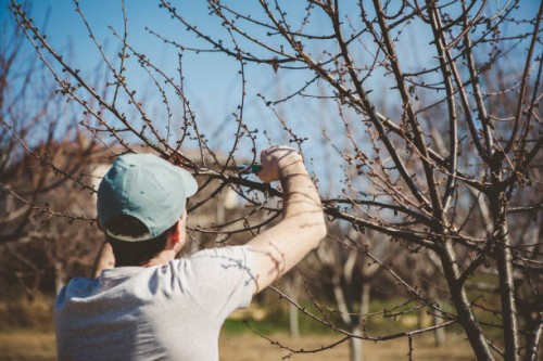 young man pruning trees - garden decoration stock pictures, royalty-free photos & images