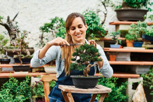 young pretty woman pruning a bonsai tree with a scissors in a garden nursery. - garden decoration stock-fotos und bilder