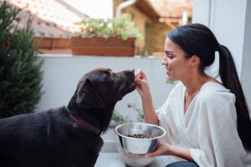 young woman and her pet dog at home - food stock pictures, royalty-free photos & images