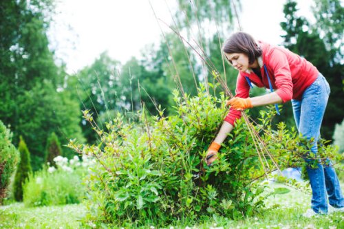 young woman pruning bushes - garden decoration stock pictures, royalty-free photos & images