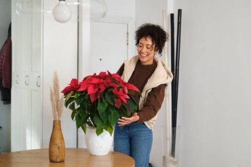 young woman taking care of a poinsettia plant at home - home decoration stock pictures, royalty-free photos & images