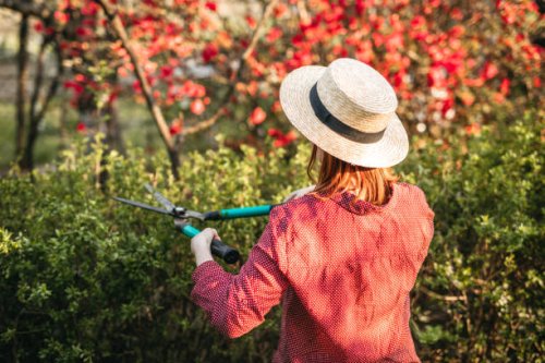 young woman trimming hedgerow in backyard - garden decoration stock pictures, royalty-free photos & images