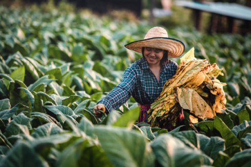 young woman working harvesting tobacco leaf in nong khai thailand - garden decoration stock pictures, royalty-free photos & images