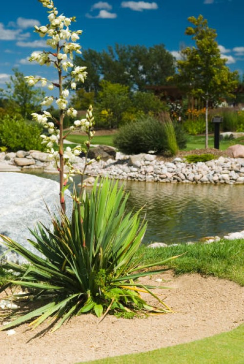 yucca flowers - garden decoration stock pictures, royalty-free photos & images